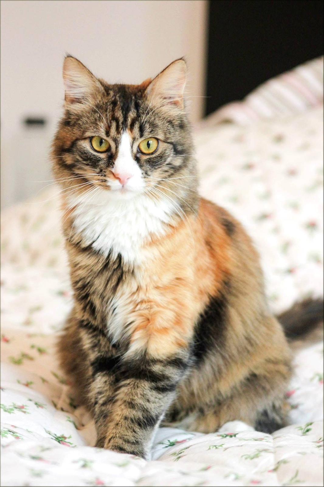 Happy cat